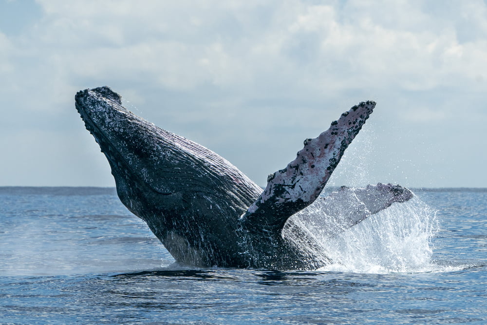 best whale watching spots in Australia